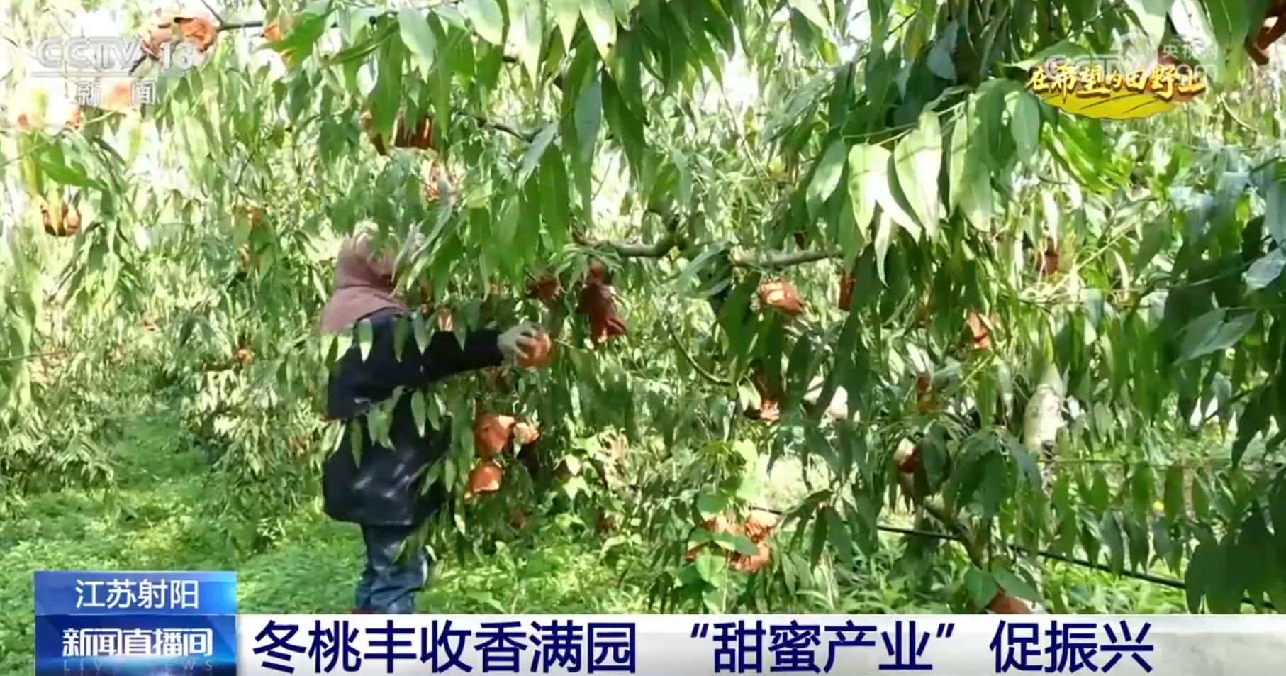 景画卷 农业高“智”量发展行稳致远凯发国际希望的田野上铺展多彩“丰”(图7)
